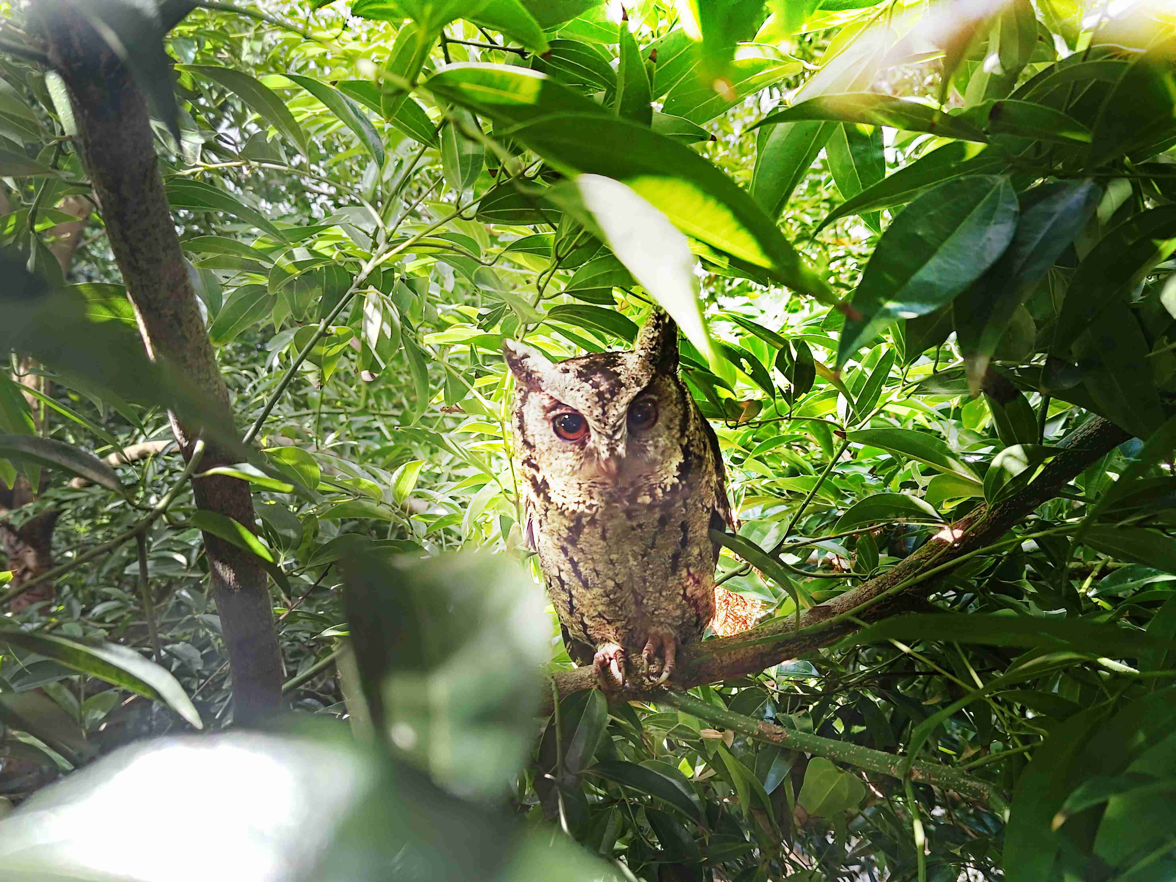 口袋牛店致力提倡净零绿生活，，，，16年以来在全球各厂区植树逾百万棵，，，，造就各厂区树木蔚然成林，，，，犹如森林工厂，，，成为许多生物的栖息地